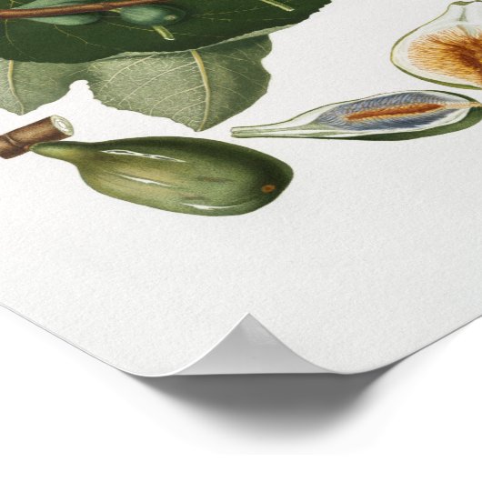 ヴィンテージ植物イラストレーション ポスター (角)