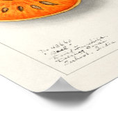 ヴィンテージ植物イラストレーション ポスター (角)