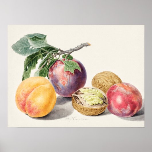 ヴィンテージ植物イラストレーション ポスター (正面)