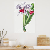 ヴィンテージ植物イラストレーション ポスター (キッチン)