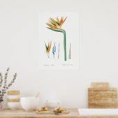 ヴィンテージ植物イラストレーション ポスター (キッチン)