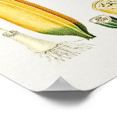 ヴィンテージ植物イラストレーション ポスター (角)