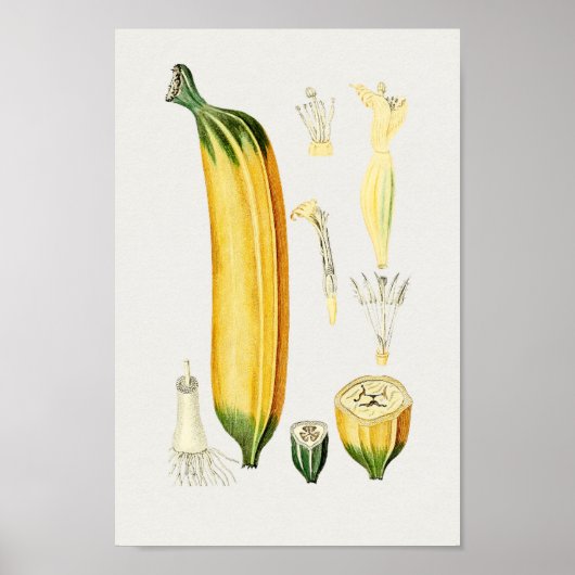 ヴィンテージ植物イラストレーション ポスター (正面)