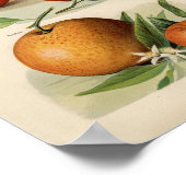 ヴィンテージ植物イラストレーション ポスター (角)