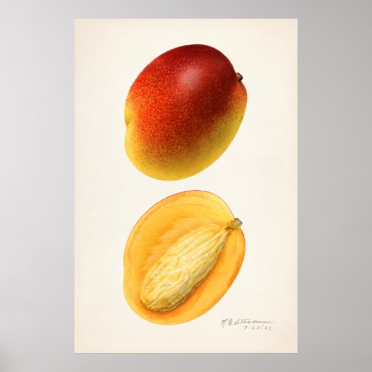 ヴィンテージ植物イラストレーション ポスター (正面)