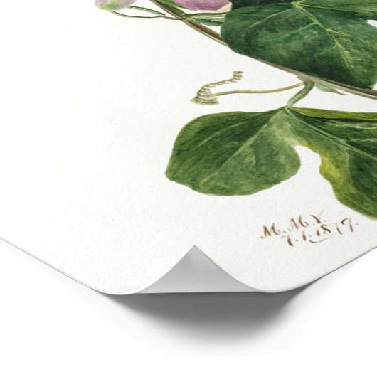 ヴィンテージ植物イラストレーション ポスター (角)