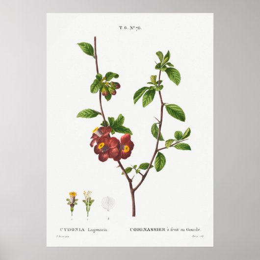 ヴィンテージ植物イラストレーション ポスター (正面)
