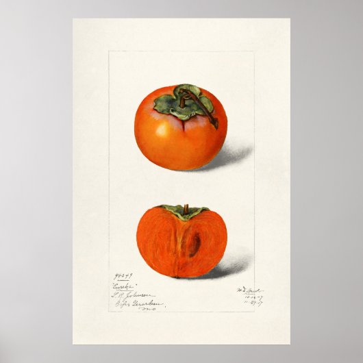 ヴィンテージ植物イラストレーション ポスター (正面)