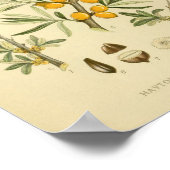 ヴィンテージ植物イラストレーション ポスター (角)