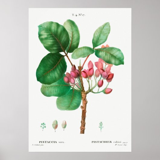 ヴィンテージ植物イラストレーション ポスター (正面)