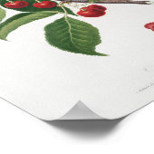 ヴィンテージ植物イラストレーション ポスター (角)