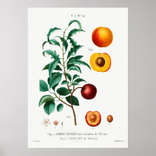 ヴィンテージ植物イラストレーション ポスター
