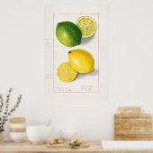 ヴィンテージ植物イラストレーション ポスター (キッチン)