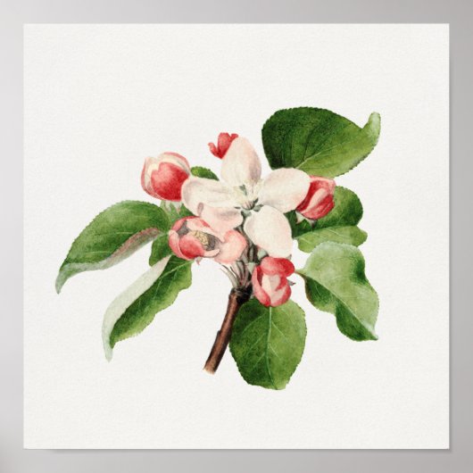 ヴィンテージ植物イラストレーション ポスター (正面)