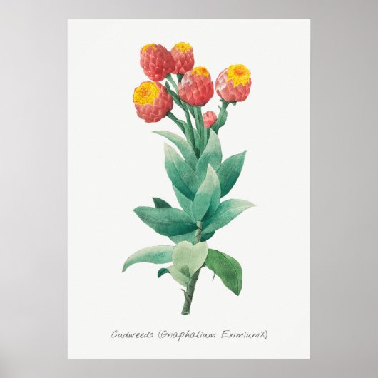 ヴィンテージ植物イラストレーション ポスター (正面)