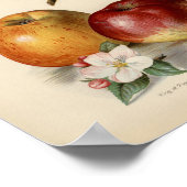 ヴィンテージ植物イラストレーション ポスター (角)