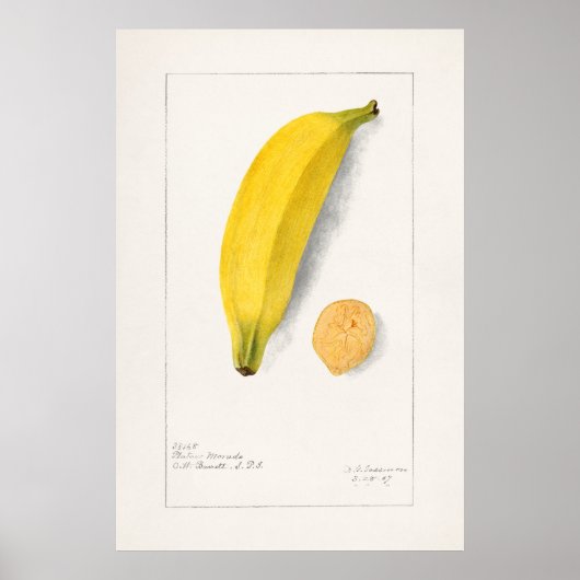 ヴィンテージ植物イラストレーション ポスター (正面)