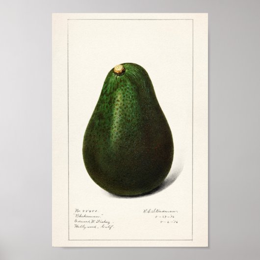 ヴィンテージ植物イラストレーション ポスター (正面)