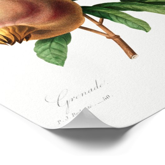 ヴィンテージ植物イラストレーション ポスター (角)