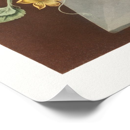 ヴィンテージ植物イラストレーション ポスター (角)