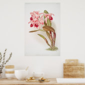 ヴィンテージ植物イラストレーション ポスター (キッチン)