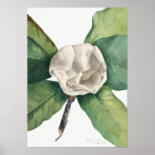 ヴィンテージ植物イラストレーション ポスター (正面)