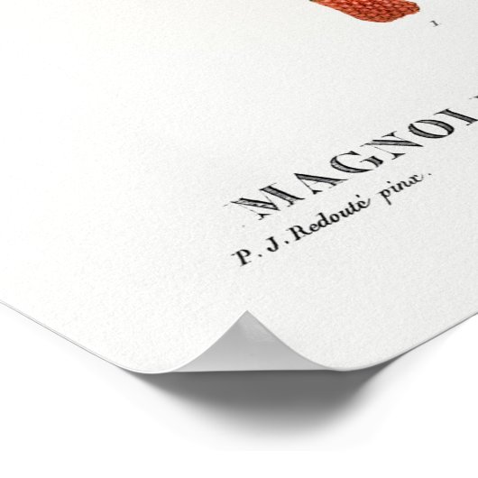 ヴィンテージ植物イラストレーション ポスター (角)