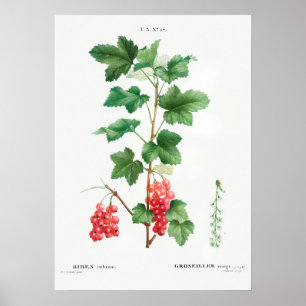 ヴィンテージ植物イラストレーション ポスター