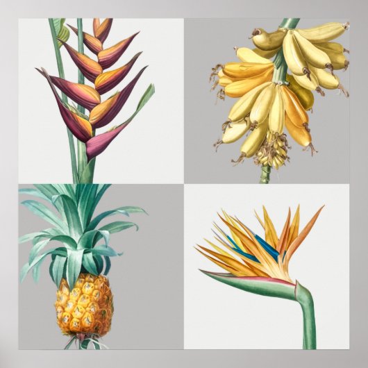 ヴィンテージ植物イラストレーション ポスター (正面)