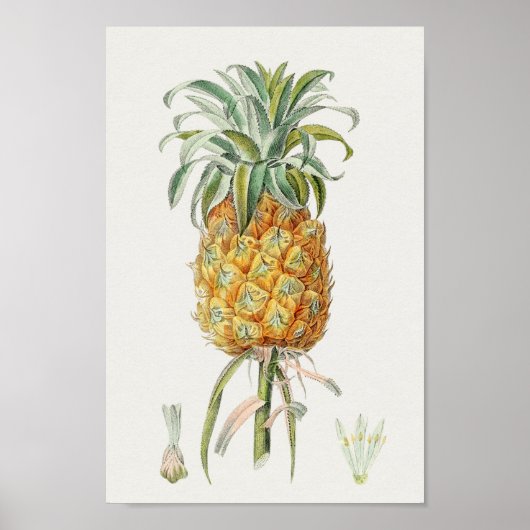 ヴィンテージ植物イラストレーション ポスター (正面)