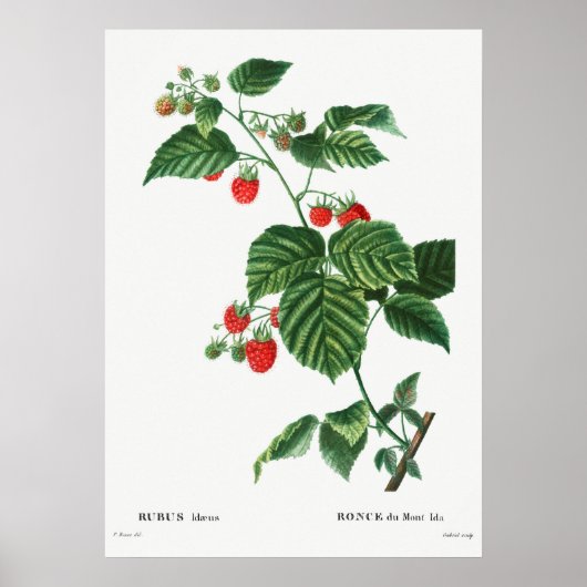 ヴィンテージ植物イラストレーション ポスター (正面)