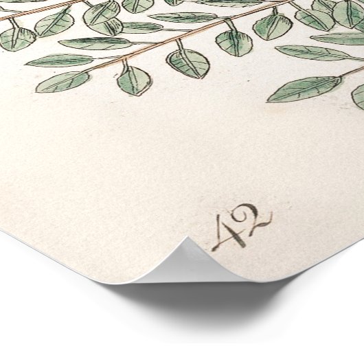 ヴィンテージ植物イラストレーション ポスター (角)