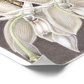 ヴィンテージ植物イラストレーション ポスター (角)