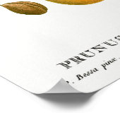 ヴィンテージ植物イラストレーション ポスター (角)