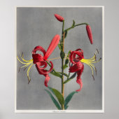 ヴィンテージ植物イラストレーション ポスター (正面)