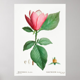 ヴィンテージ植物イラストレーション ポスター