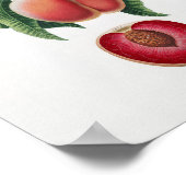 ヴィンテージ植物イラストレーション ポスター (角)