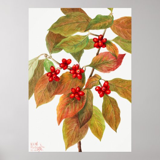 ヴィンテージ植物イラストレーション ポスター (正面)