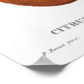 ヴィンテージ植物イラストレーション ポスター (角)