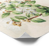 ヴィンテージ植物イラストレーション ポスター (角)