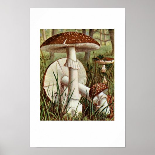 ヴィンテージ植物イラストレーション ポスター (正面)