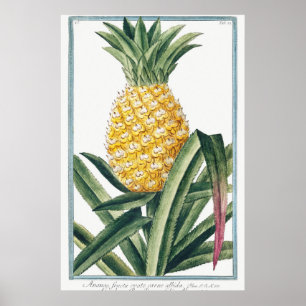ヴィンテージ植物イラストレーション ポスター