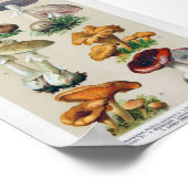 ヴィンテージ植物イラストレーション ポスター (角)