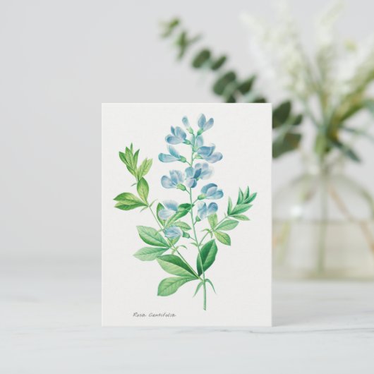 ヴィンテージ植物イラストレーション ポストカード (スタンド正面)
