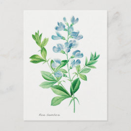 ヴィンテージ植物イラストレーション ポストカード
