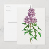 ヴィンテージ植物イラストレーション ポストカード (正面/裏面)