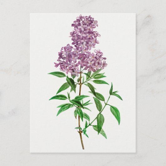 ヴィンテージ植物イラストレーション ポストカード (正面)