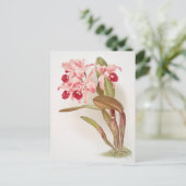 ヴィンテージ植物イラストレーション ポストカード (スタンド正面)