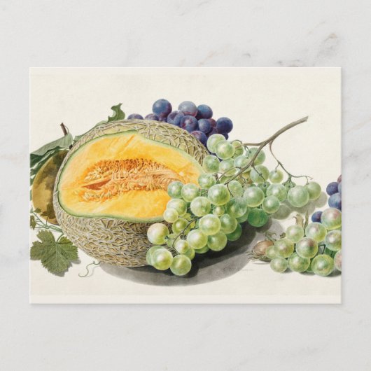 ヴィンテージ植物イラストレーション ポストカード (正面)