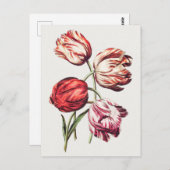 ヴィンテージ植物イラストレーション ポストカード (正面/裏面)